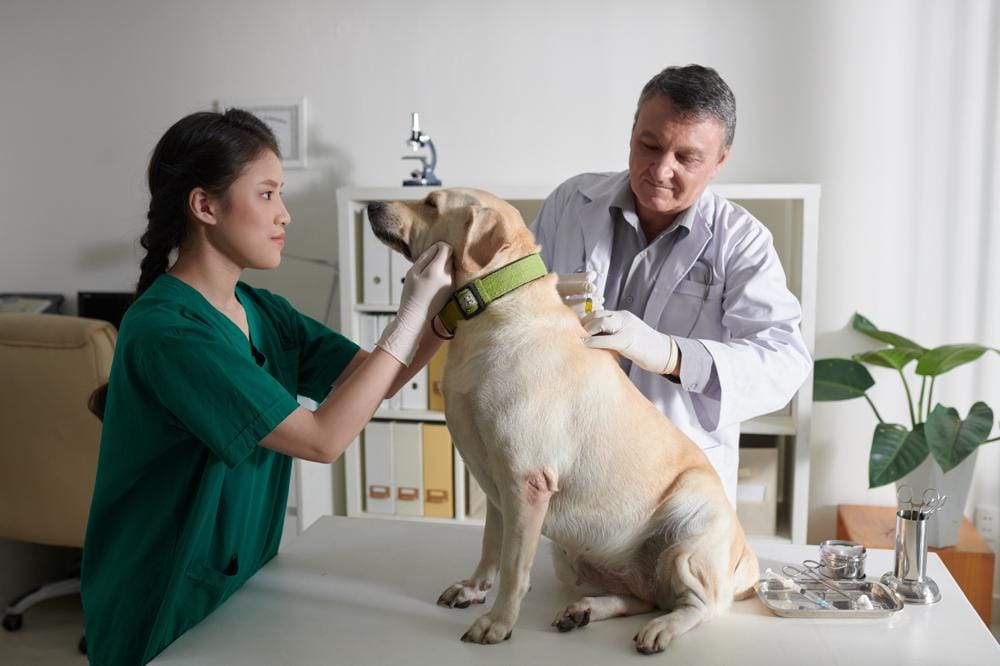Curso de Noções de Medicina Veterinária